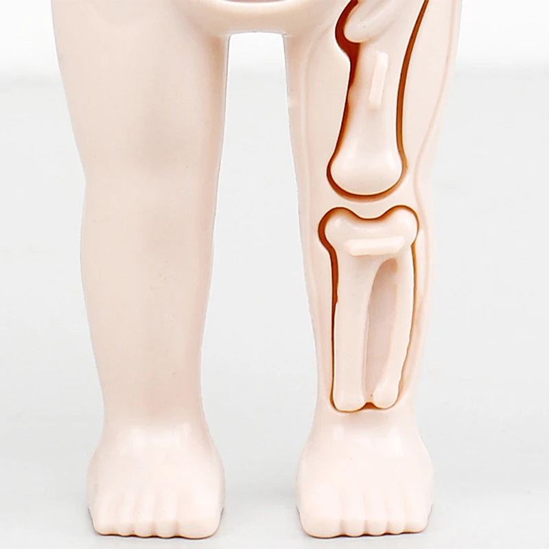 Human Body Organ Anatomy Model