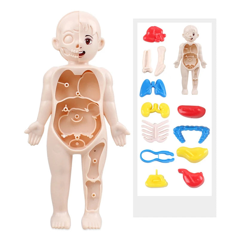 Human Body Organ Anatomy Model