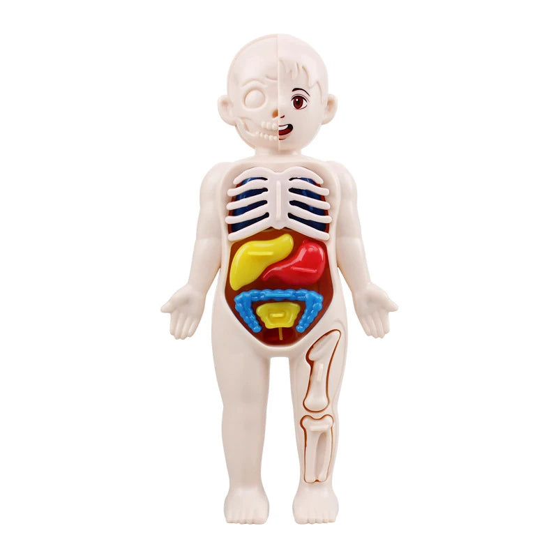 Human Body Organ Anatomy Model
