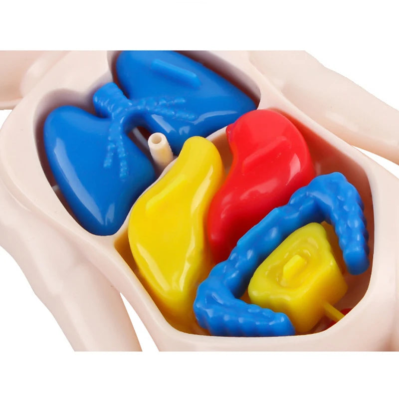 Human Body Organ Anatomy Model