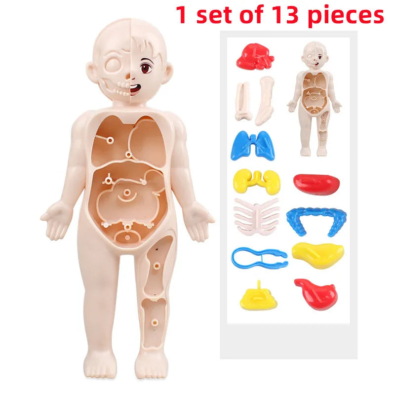 Human Body Organ Anatomy Model