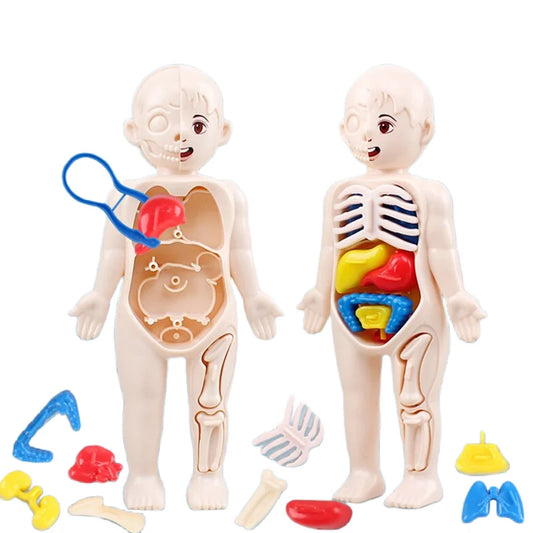 Human Body Organ Anatomy Model