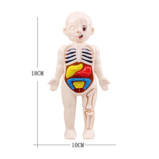 Human Body Organ Anatomy Model